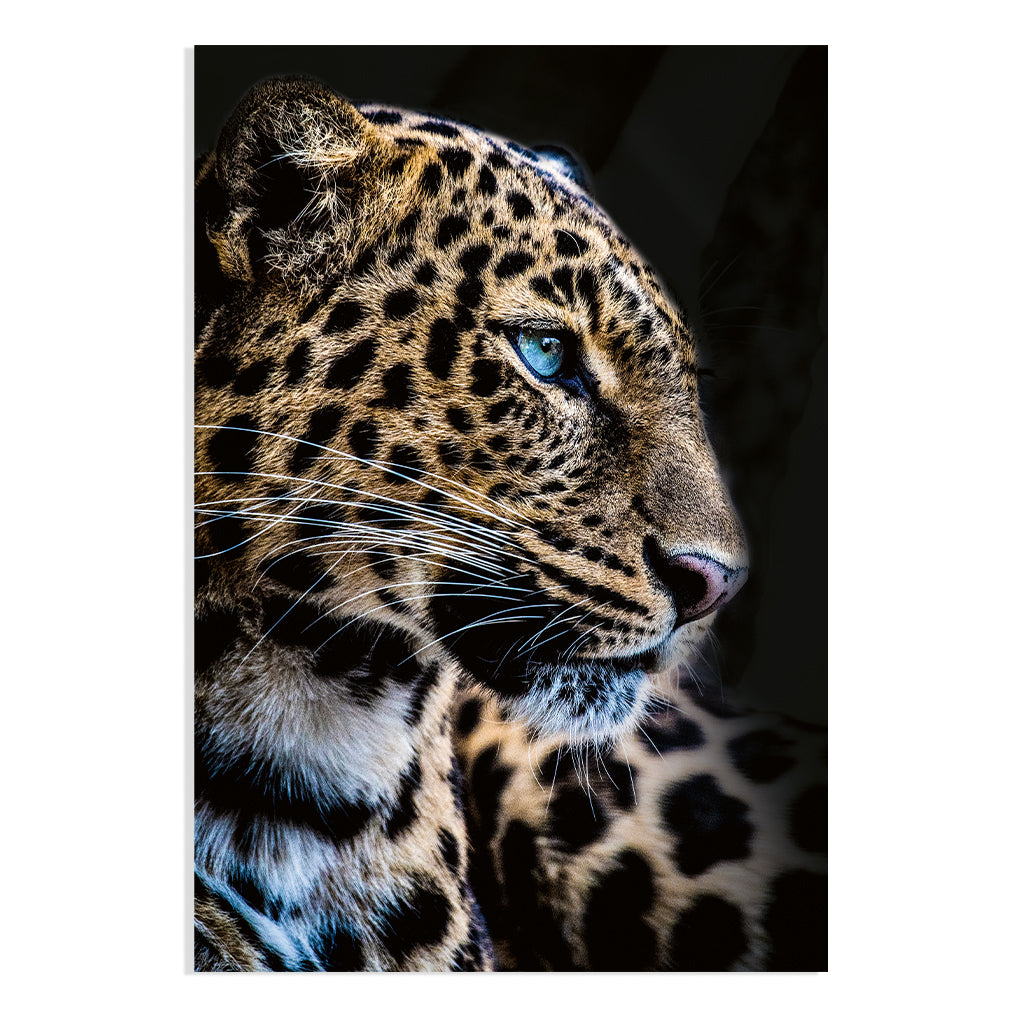 Cougar No2