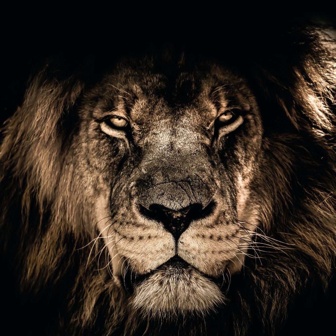 Schilderij African Lion Portret