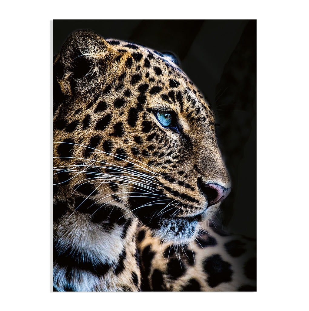 Cougar No2