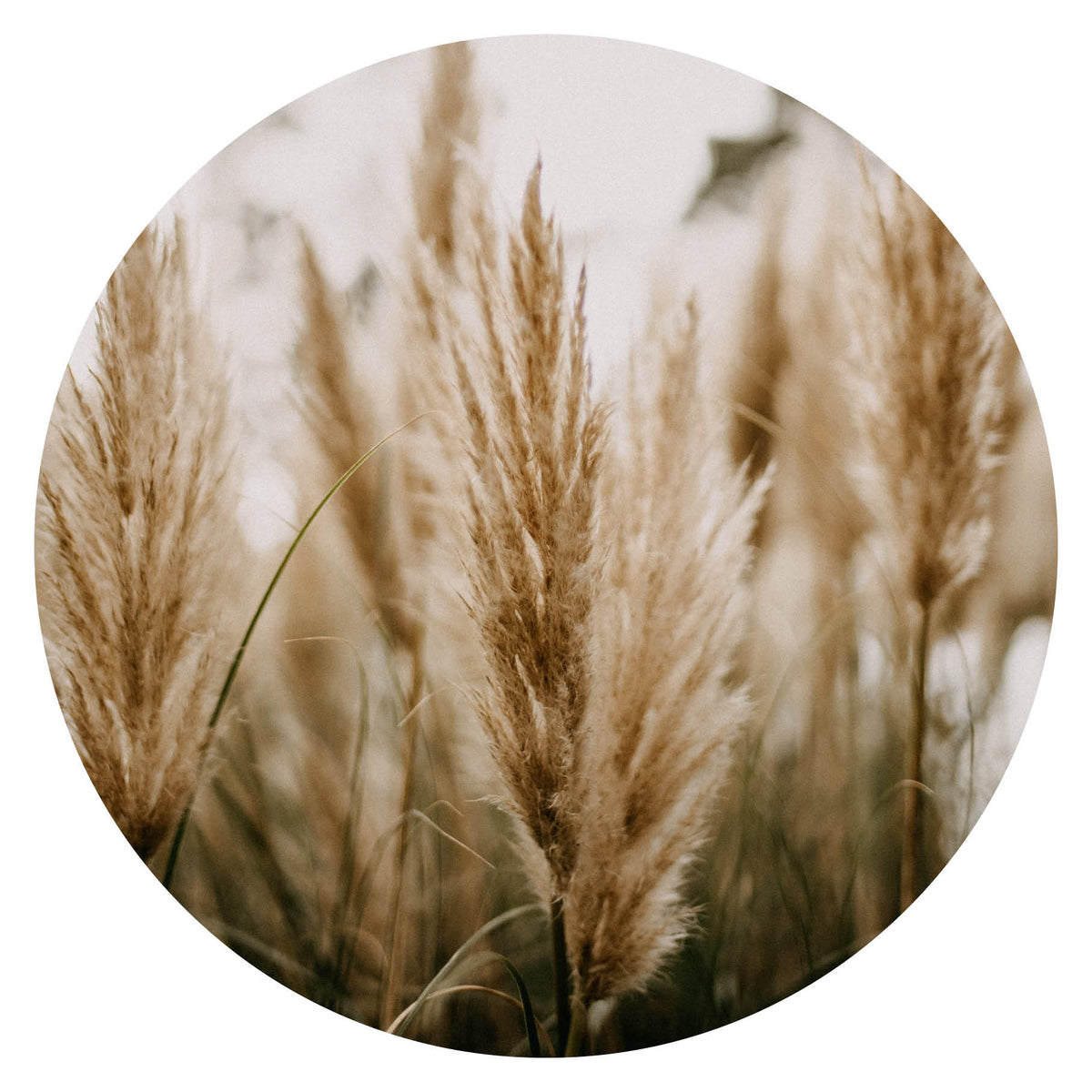 Wandcirkel Pluimen No3 – pluimen in beige tinten