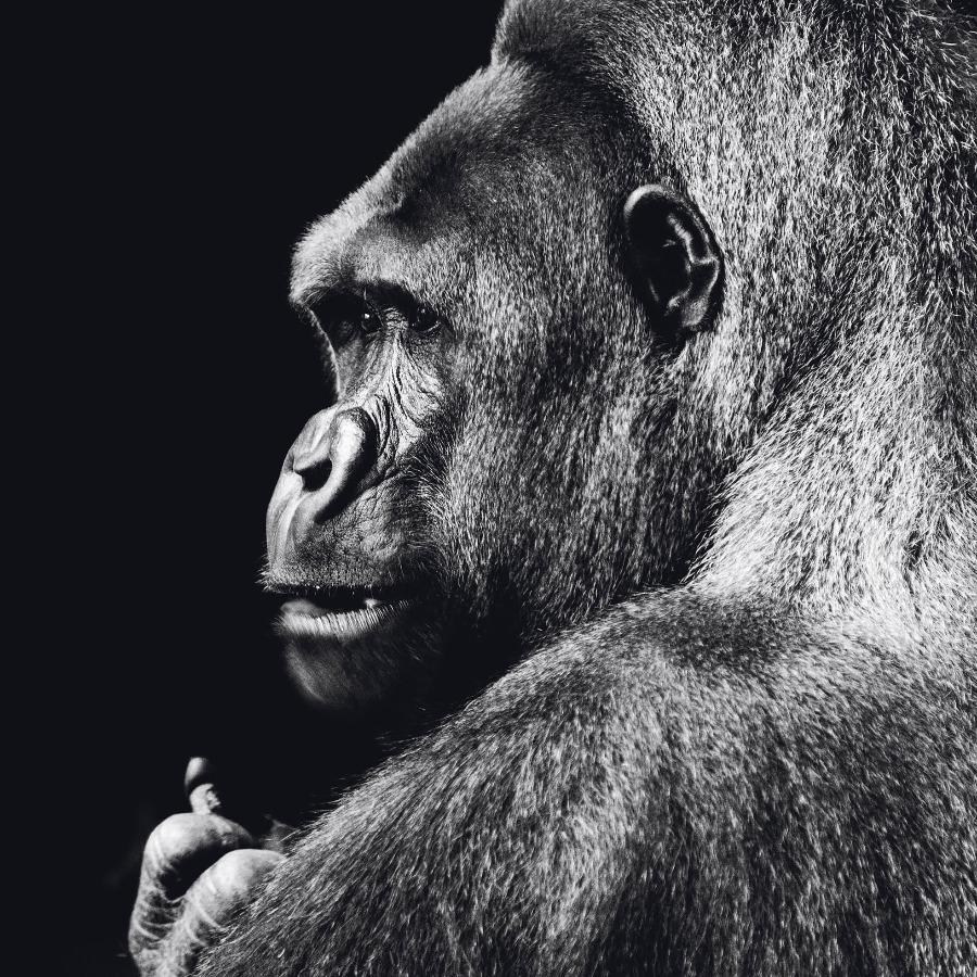 Schilderij-Dark Gorilla No1-PosterGuru