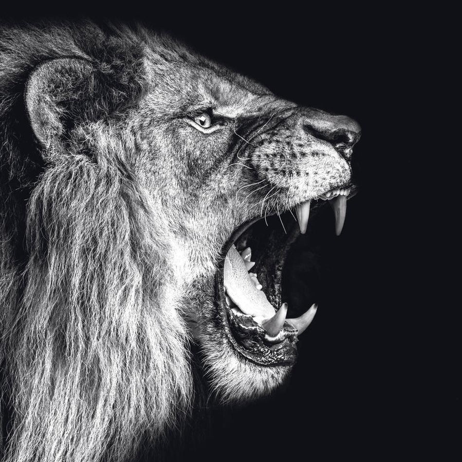 Schilderij-Dark Lion No10-PosterGuru