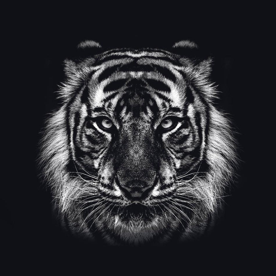 Schilderij-Dark Tiger No 1-PosterGuru
