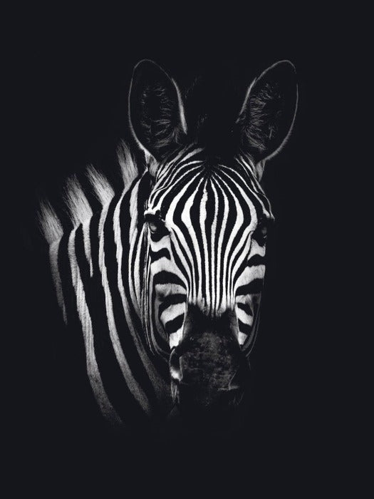 Schilderij-Dark Zebra No1-PosterGuru
