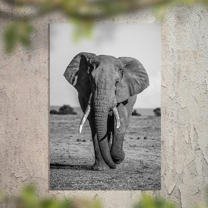 Schilderij-Olifant-PosterGuru