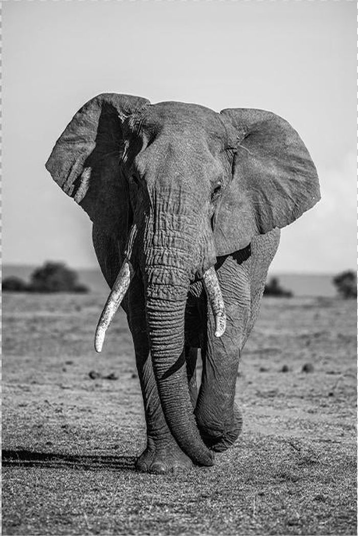 Schilderij-Olifant-PosterGuru