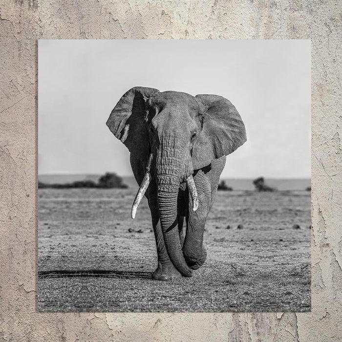 Schilderij-Olifant-PosterGuru