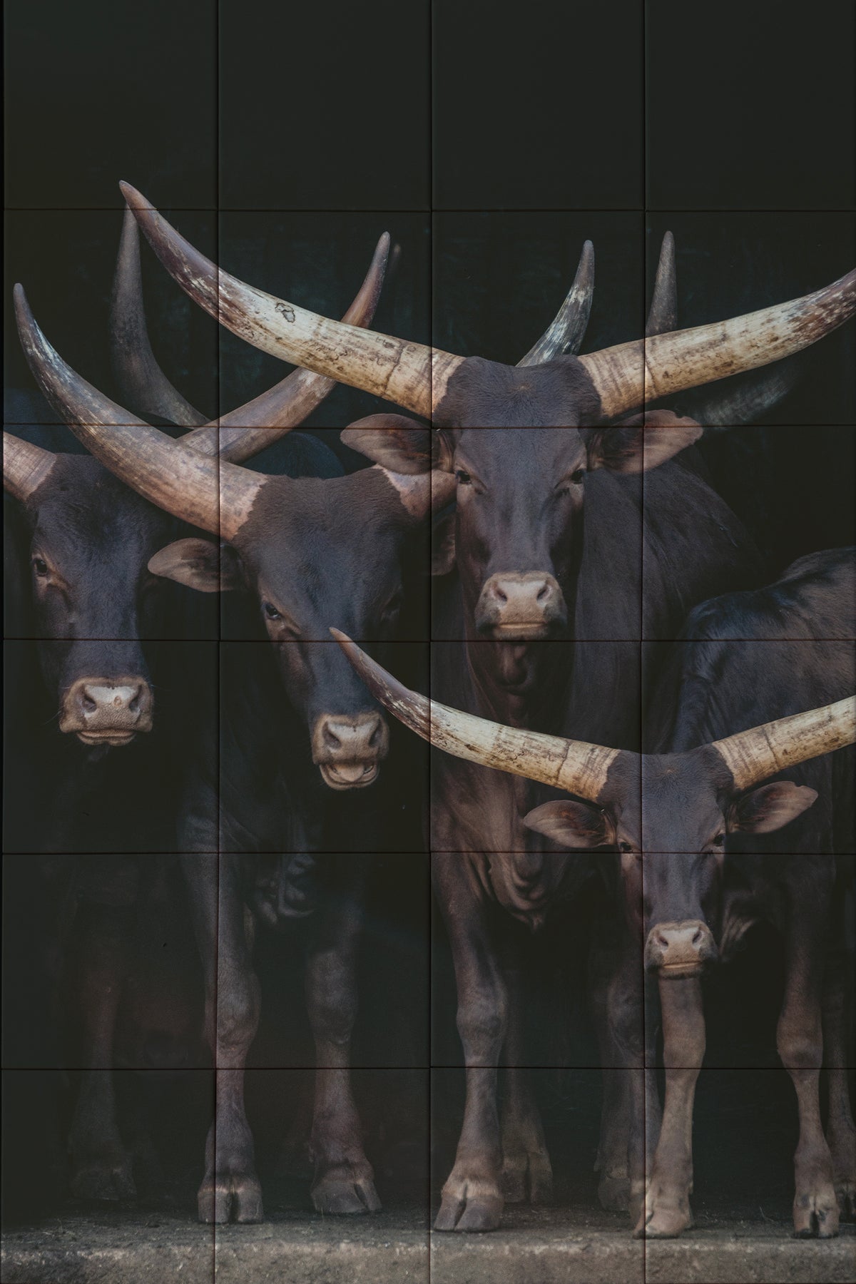 Tegeltableau - Watusi