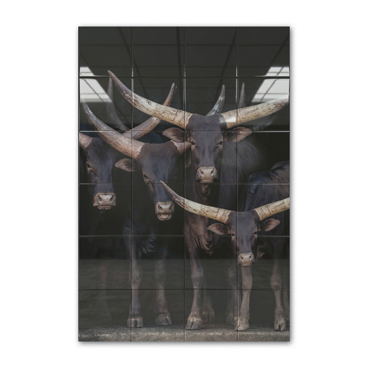 Tegeltableau Watusi in hoogglans, Watusi-runderen met grote hoorns in een stal