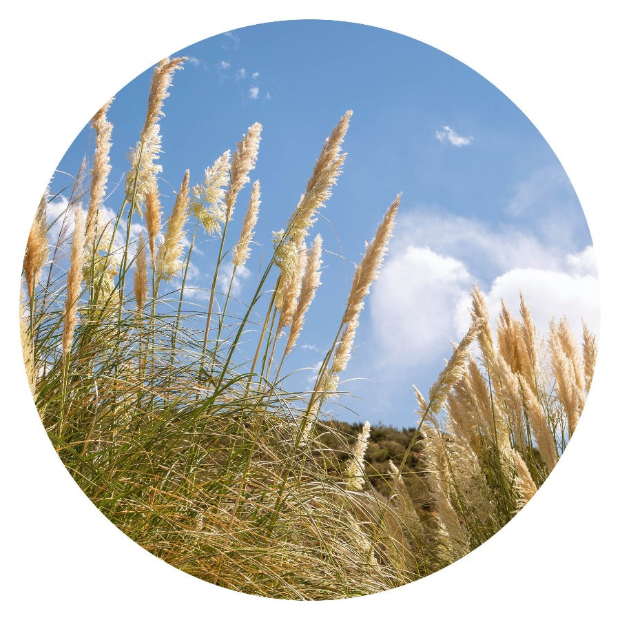 Wandcirkel Hollandse Duinen – duinlandschap in rond formaat