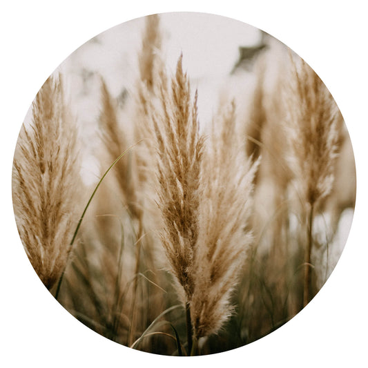 Wandcirkel Pluimen No3 – pluimen in beige tinten