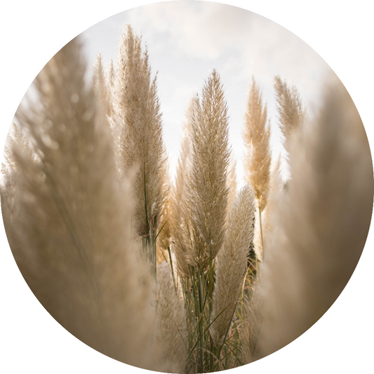 Wandcirkel Pluimen No6 – pluimen in beige tinten