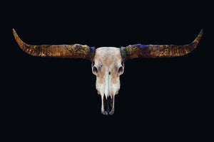 Schilderij-Buffels Skull-PosterGuru