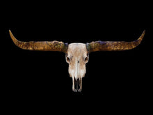 Afbeelding in Gallery-weergave laden, Schilderij-Buffels Skull-PosterGuru
