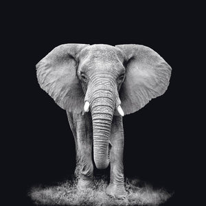Schilderij-Dark Elephant No2-PosterGuru