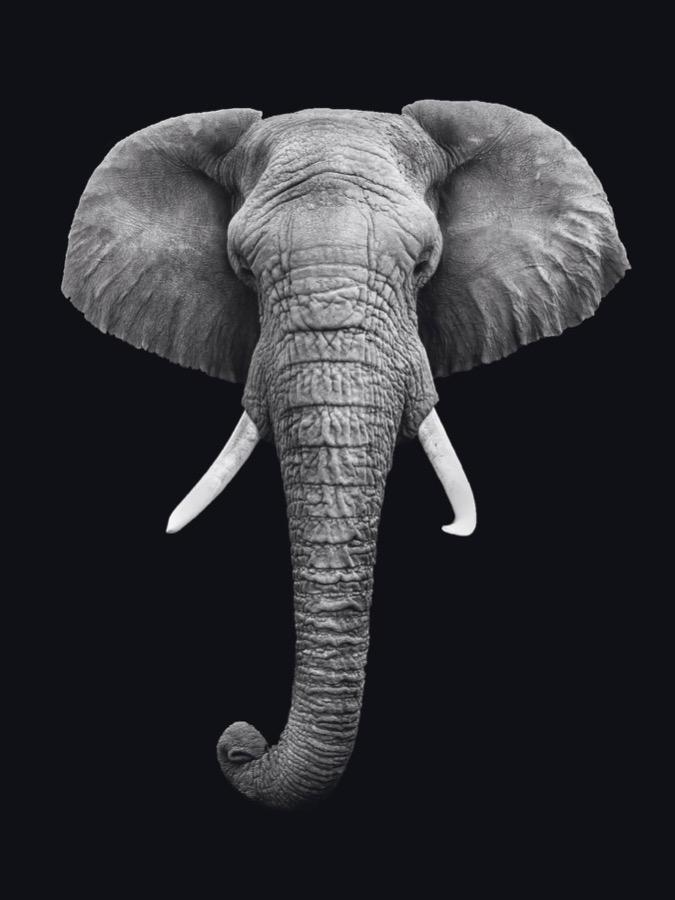 Schilderij-Dark Elephant No3-PosterGuru