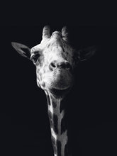 Load image into Gallery viewer, Schilderij-Dark Giraffe No1-PosterGuru
