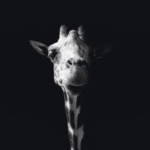 Schilderij-Dark Giraffe No1-PosterGuru