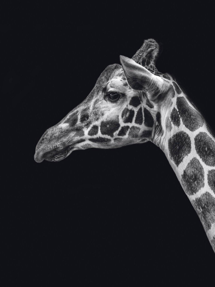 Schilderij-Dark Giraffe No2-PosterGuru
