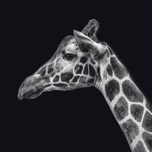 Load image into Gallery viewer, Schilderij-Dark Giraffe No2-PosterGuru
