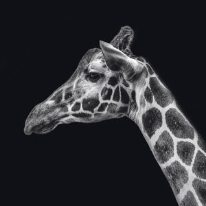Schilderij-Dark Giraffe No2-PosterGuru