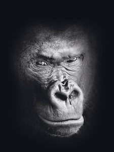 Schilderij-Dark Gorilla No2-PosterGuru