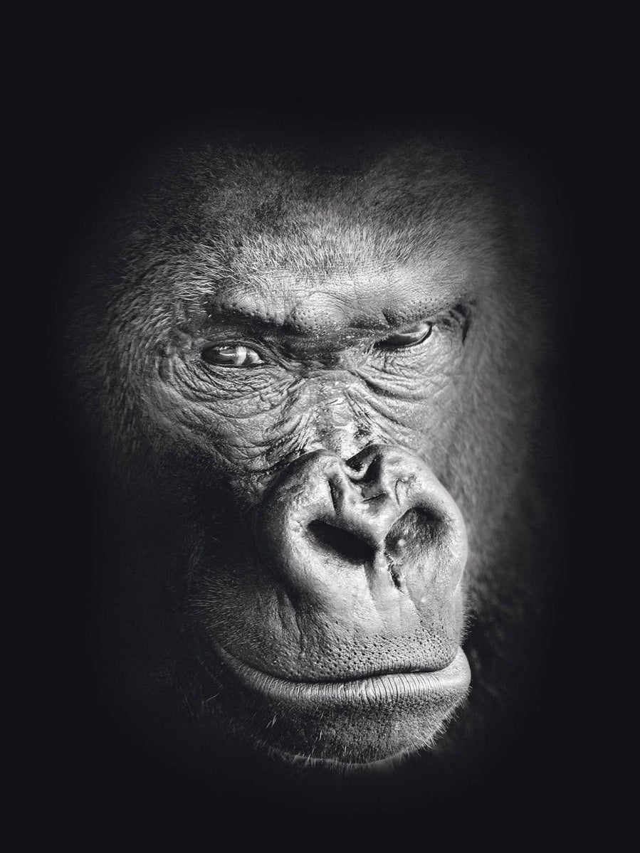 Schilderij-Dark Gorilla No2-PosterGuru