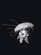 Afbeelding in Gallery-weergave laden, Schilderij-Dark Jellyfish-PosterGuru
