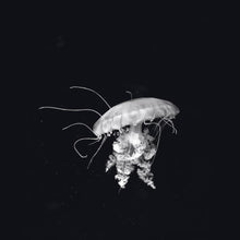 Afbeelding in Gallery-weergave laden, Schilderij-Dark Jellyfish-PosterGuru
