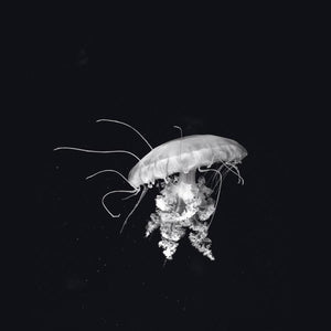Schilderij-Dark Jellyfish-PosterGuru