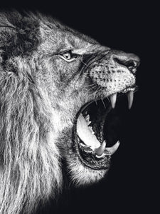 Schilderij-Dark Lion No10-PosterGuru