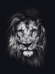 Schilderij-Dark Lion No2-PosterGuru