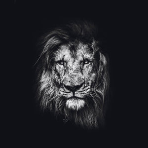 Schilderij-Dark Lion No2-PosterGuru