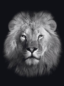 Schilderij-Dark Lion No3-PosterGuru