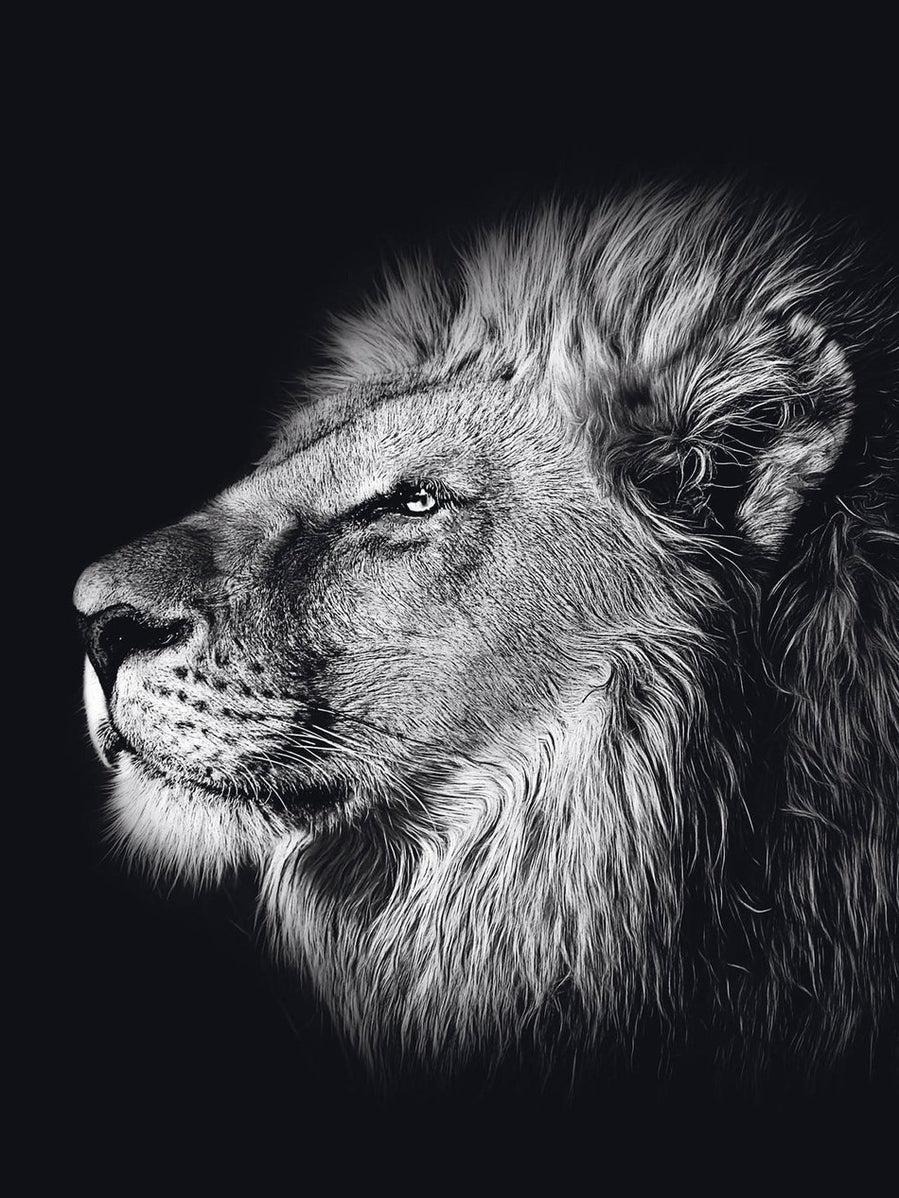 Schilderij-Dark Lion No4-PosterGuru