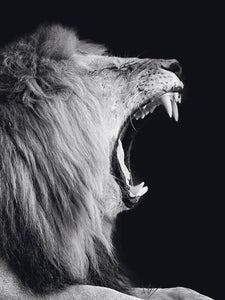 Schilderij-Dark Lion No5-PosterGuru