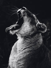 Load image into Gallery viewer, Schilderij-Dark Lioness No1-PosterGuru
