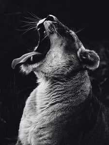 Schilderij-Dark Lioness No1-PosterGuru