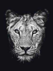 Schilderij-Dark Lioness No2-PosterGuru