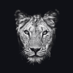 Schilderij-Dark Lioness No2-PosterGuru