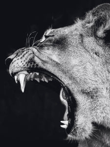 Schilderij-Dark Lioness No4-PosterGuru