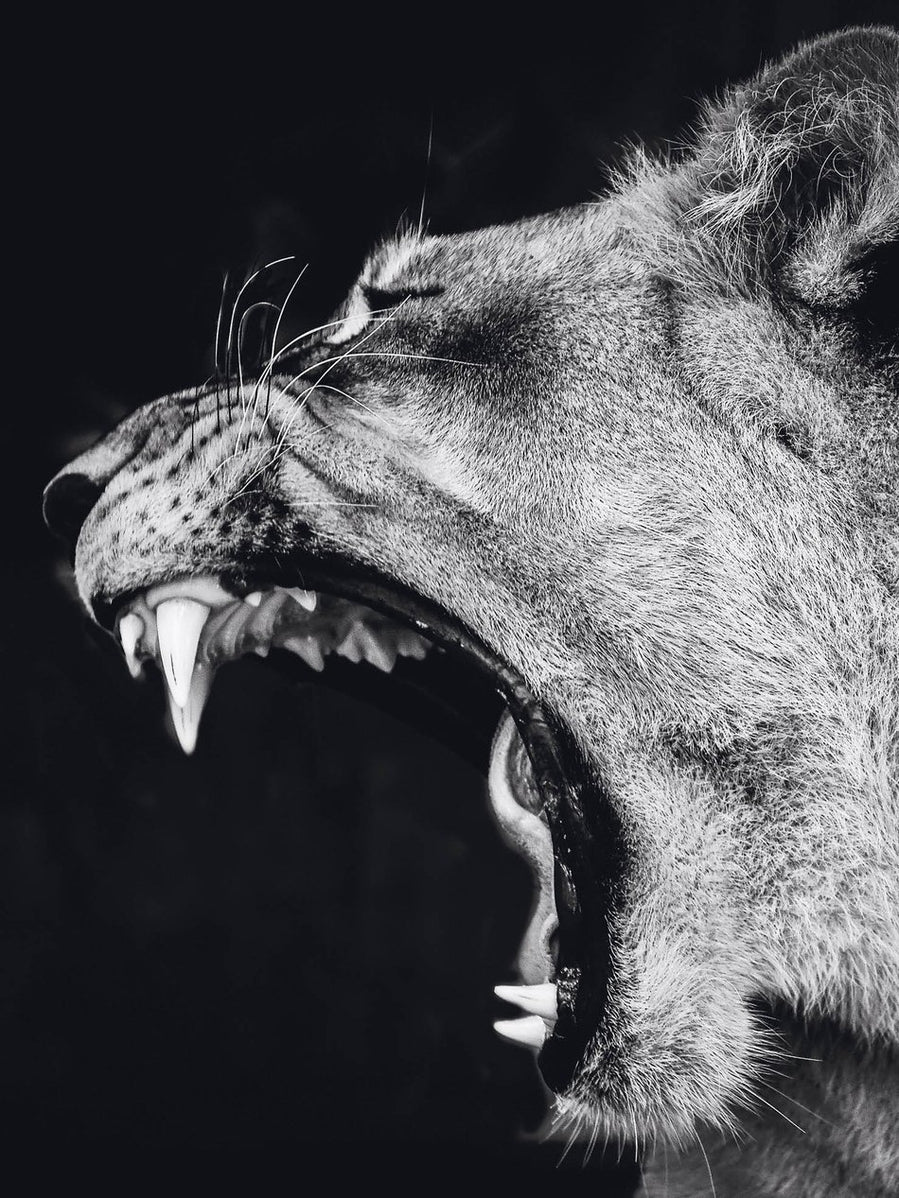 Schilderij-Dark Lioness No4-PosterGuru