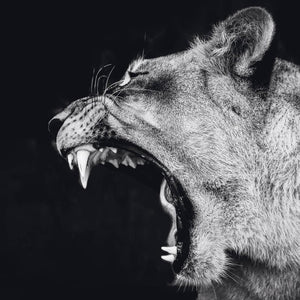 Schilderij-Dark Lioness No4-PosterGuru