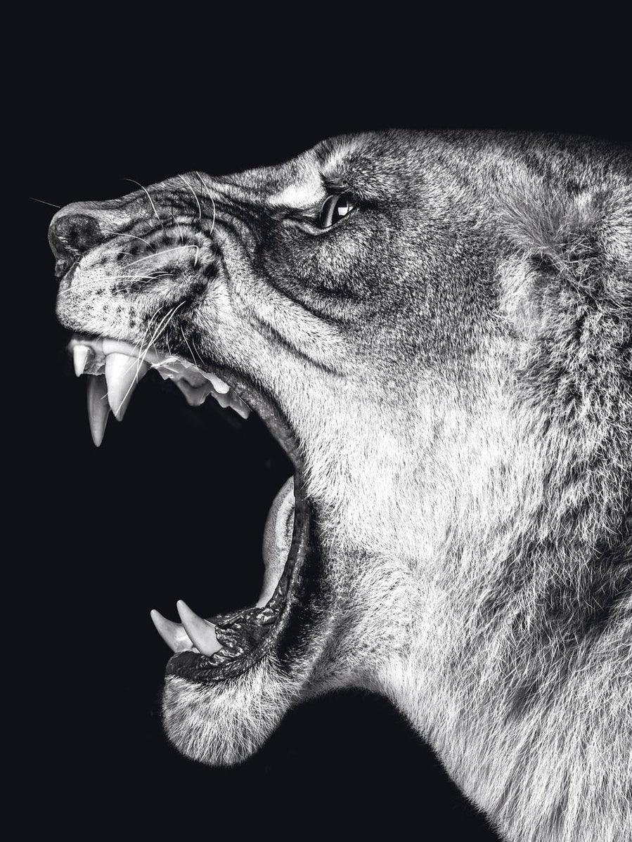 Schilderij-Dark Lioness No5-PosterGuru