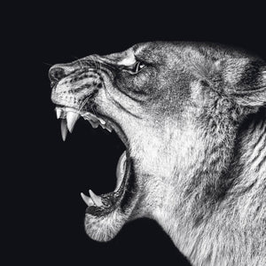 Schilderij-Dark Lioness No5-PosterGuru