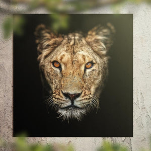 Schilderij-Dark Lioness-PosterGuru