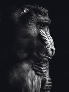 Schilderij-Dark Monkey No1-PosterGuru
