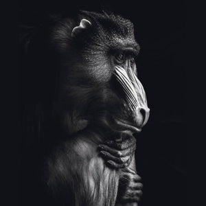Schilderij-Dark Monkey No1-PosterGuru