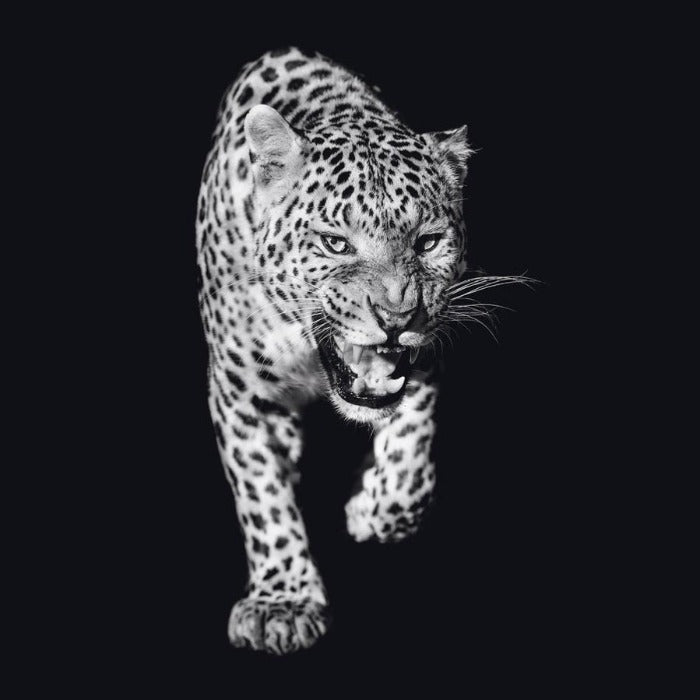Schilderij-Dark Panther No1-PosterGuru