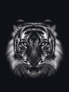 Schilderij-Dark Tiger No 1-PosterGuru